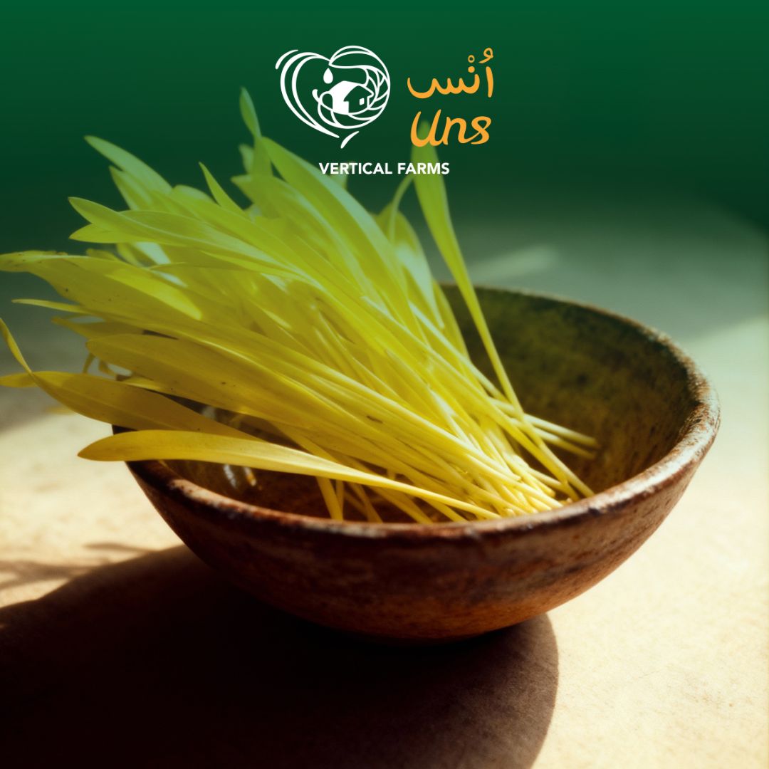 Uns Popcorn Shoots 20G Clear Pet Box