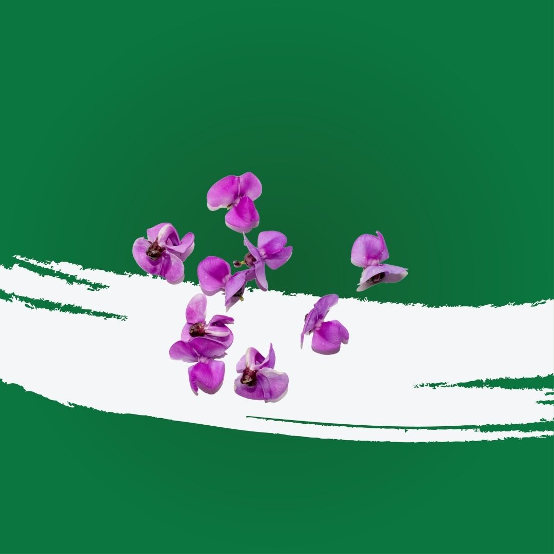 Uns Purple Bean Flower 15Pcs Clear Pet Box