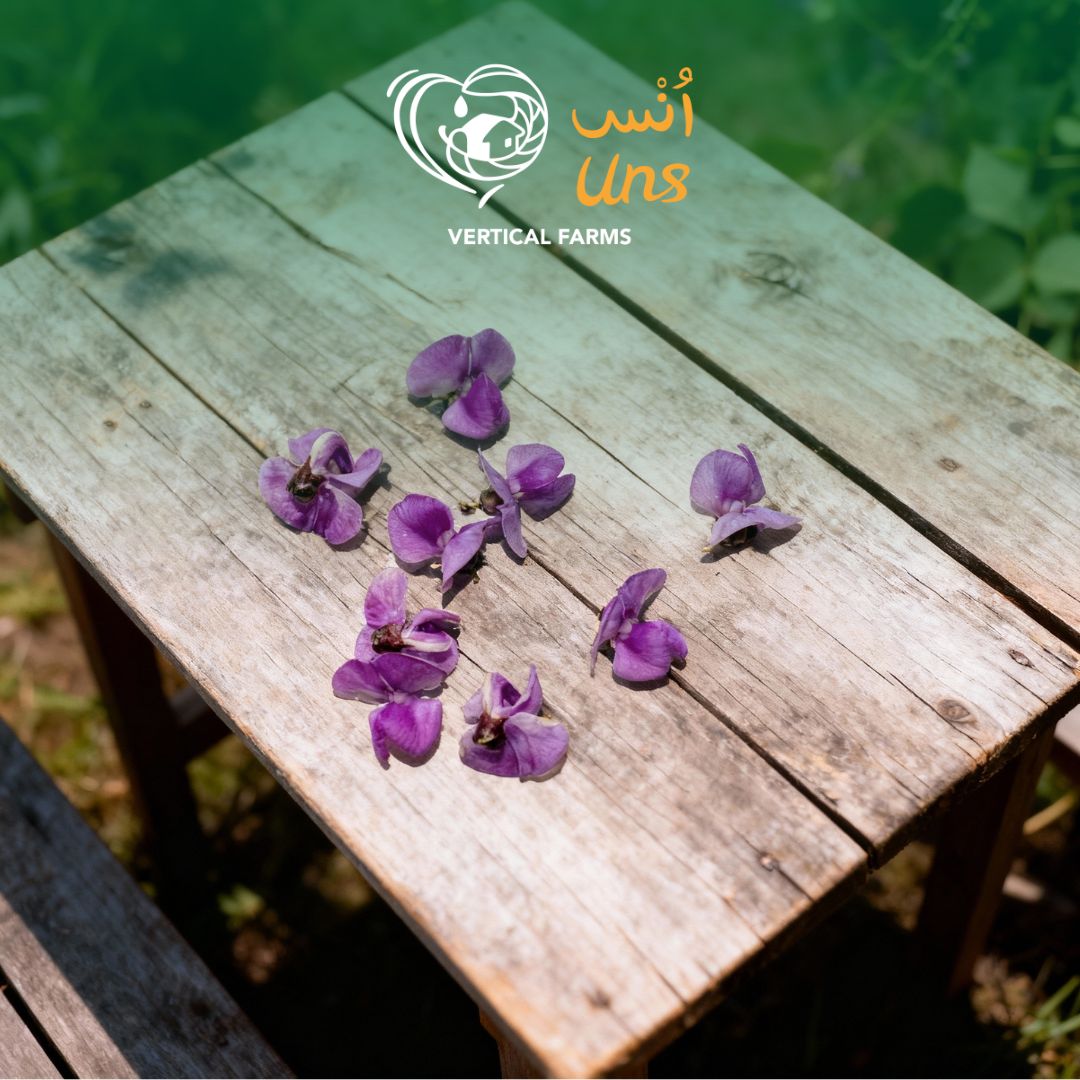 Uns Purple Bean Flower 15Pcs Clear Pet Box