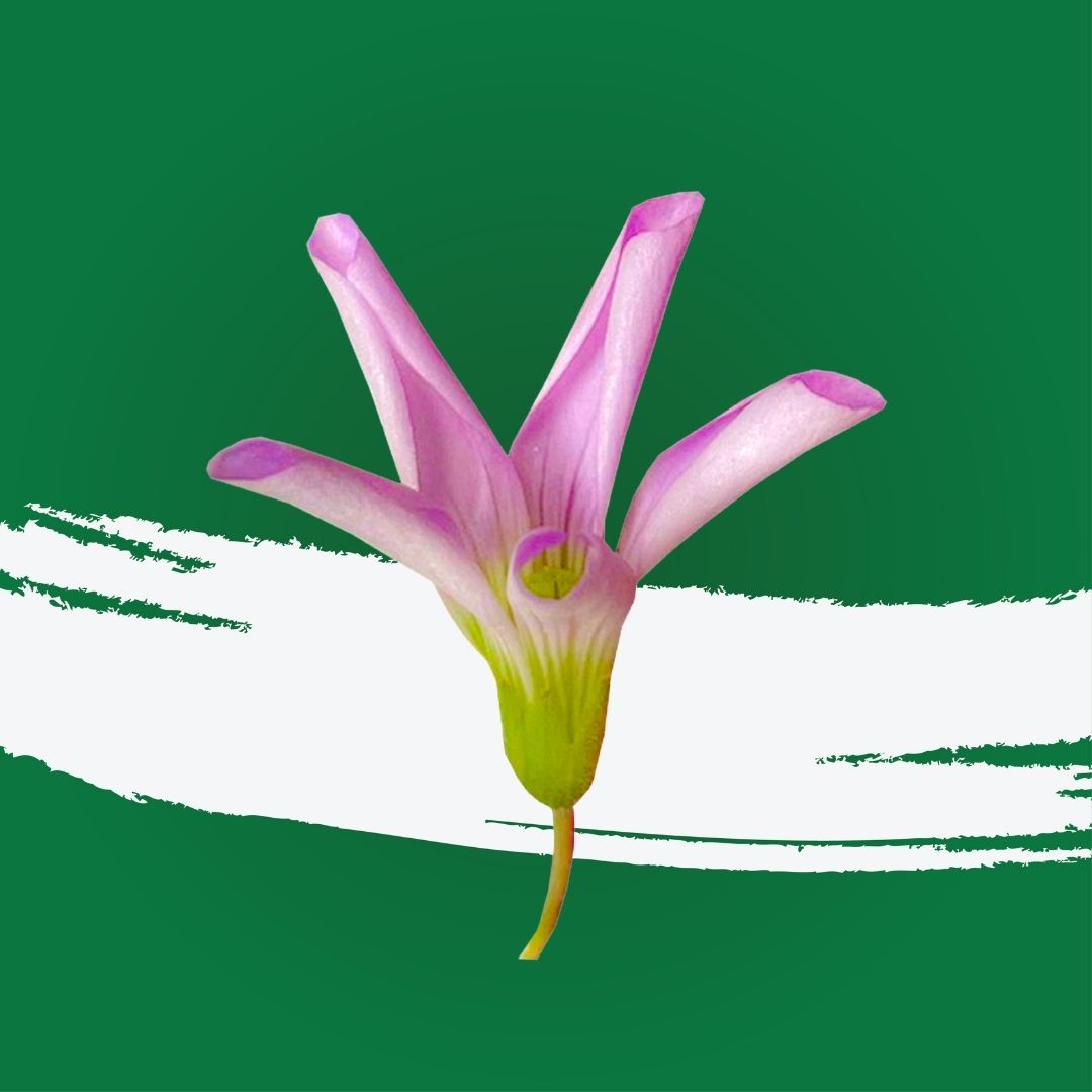 Uns Purple Oxalis Flower 15Pcs Clear Pet Box