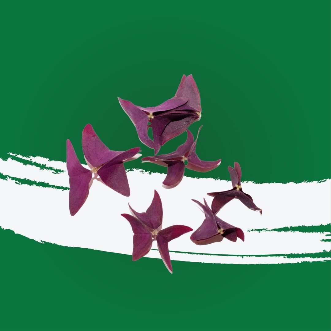 Pesticide-free purple oxalis locally grown