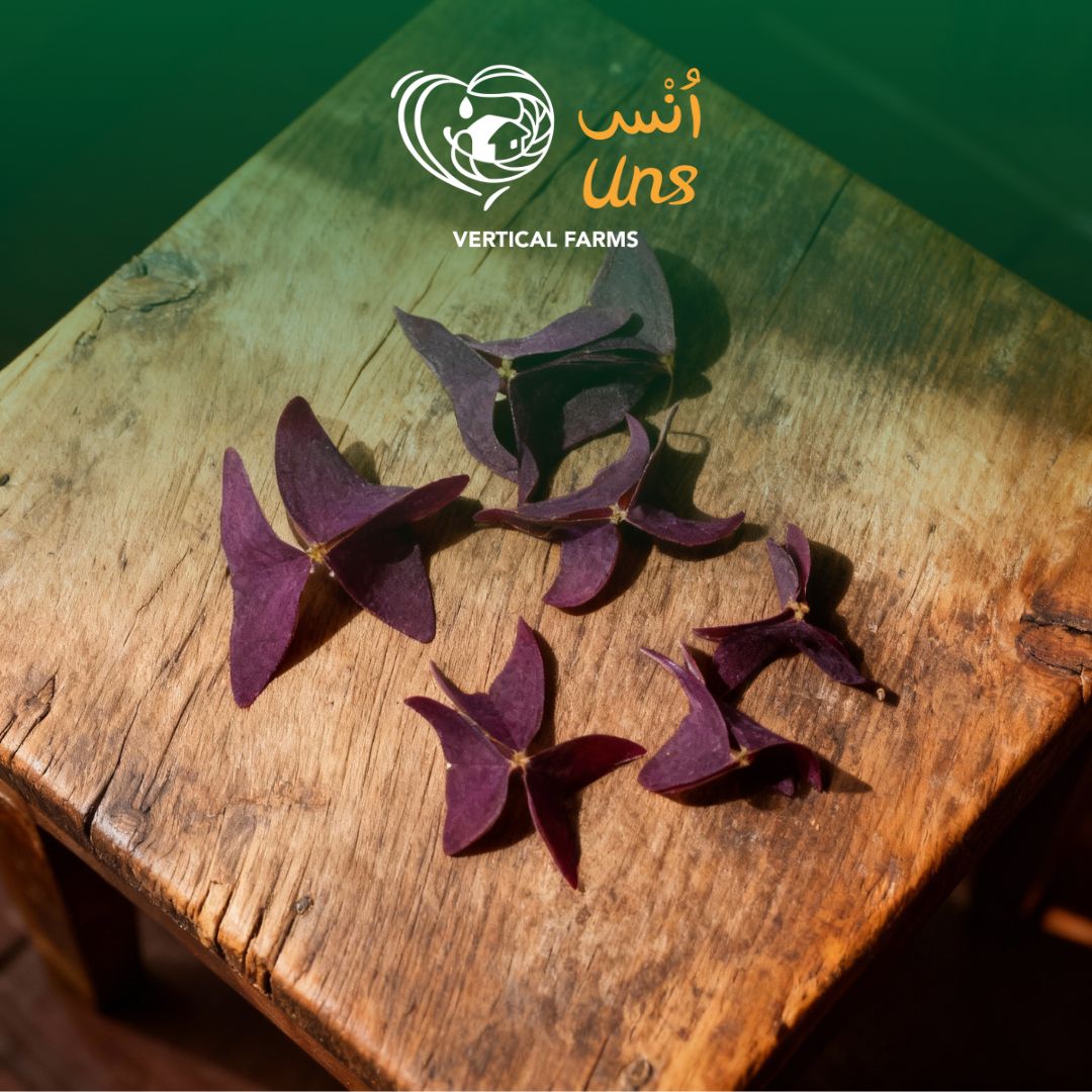 Uns Purple Oxalis Leaves