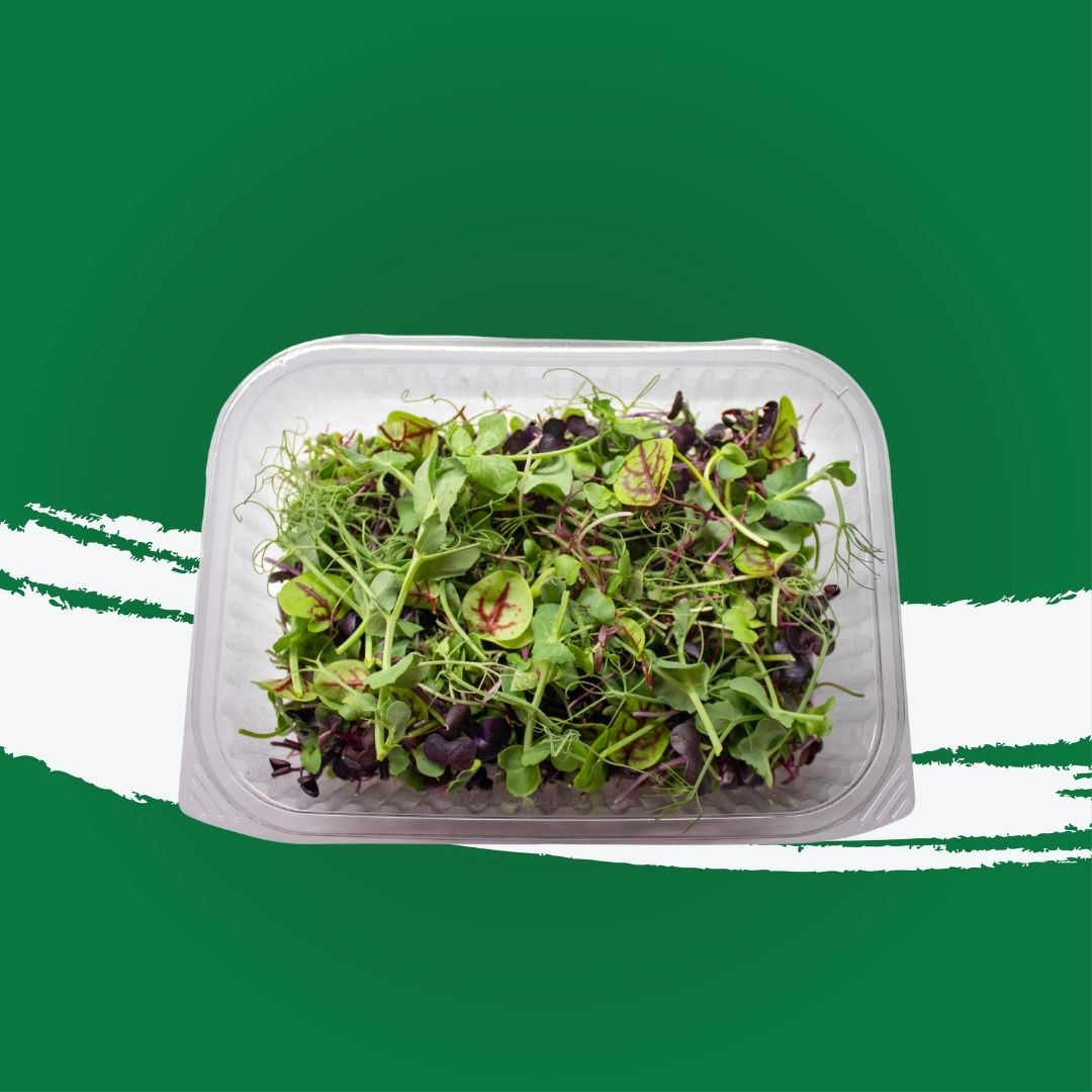 Pesticide-free rainbow microgreens locally grown