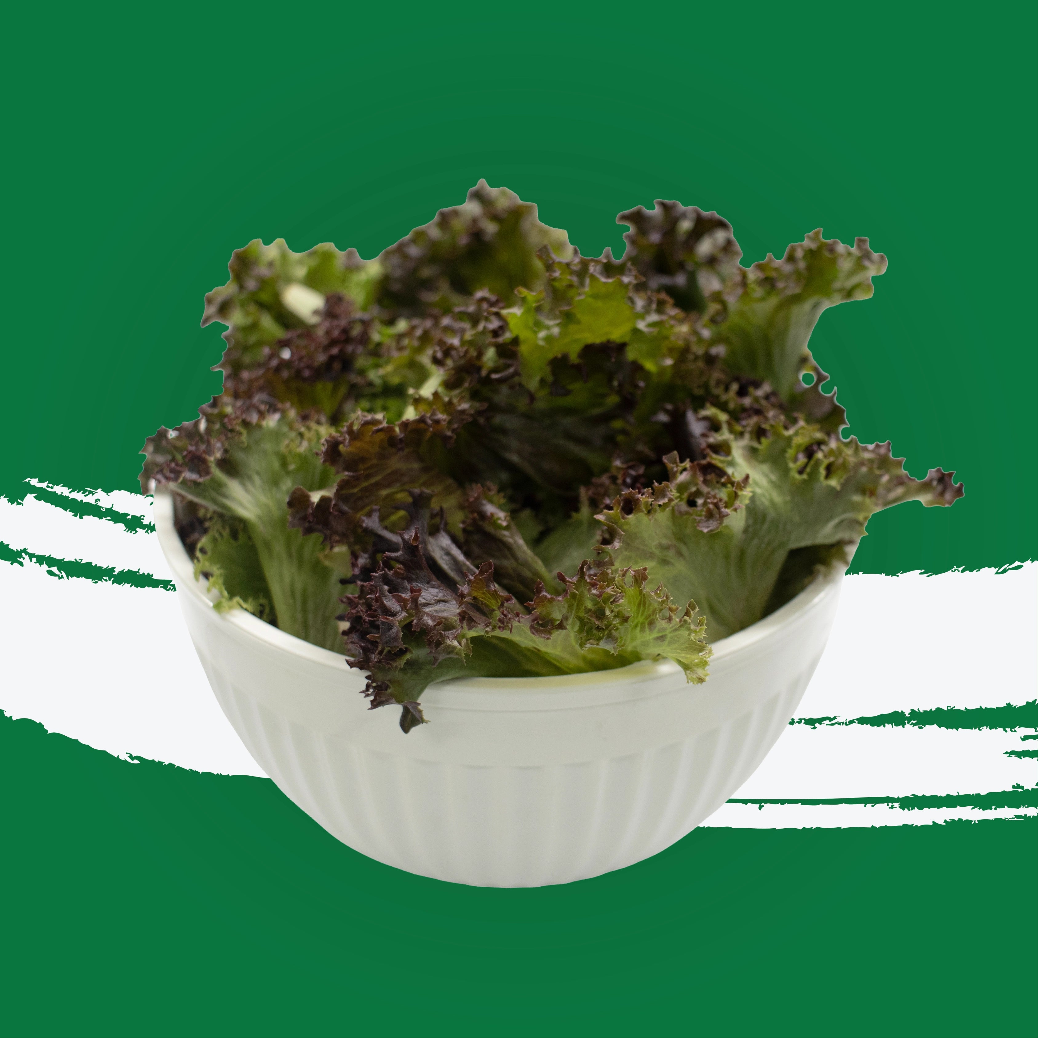 UNS Red Crunchy Lettuce 250g Clear Pet Bag