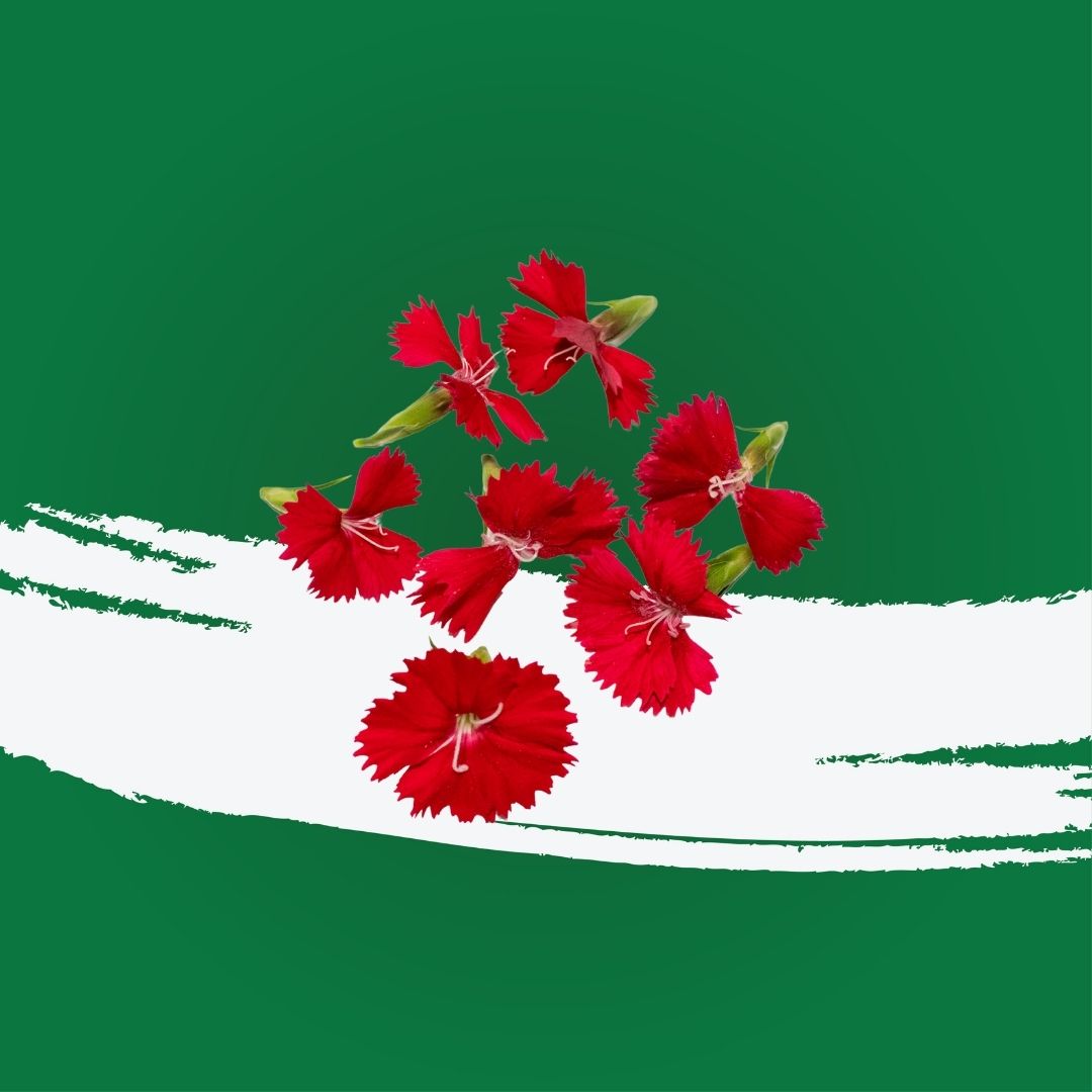 Uns Red Dianthus 20Pcs Clear Pet Box