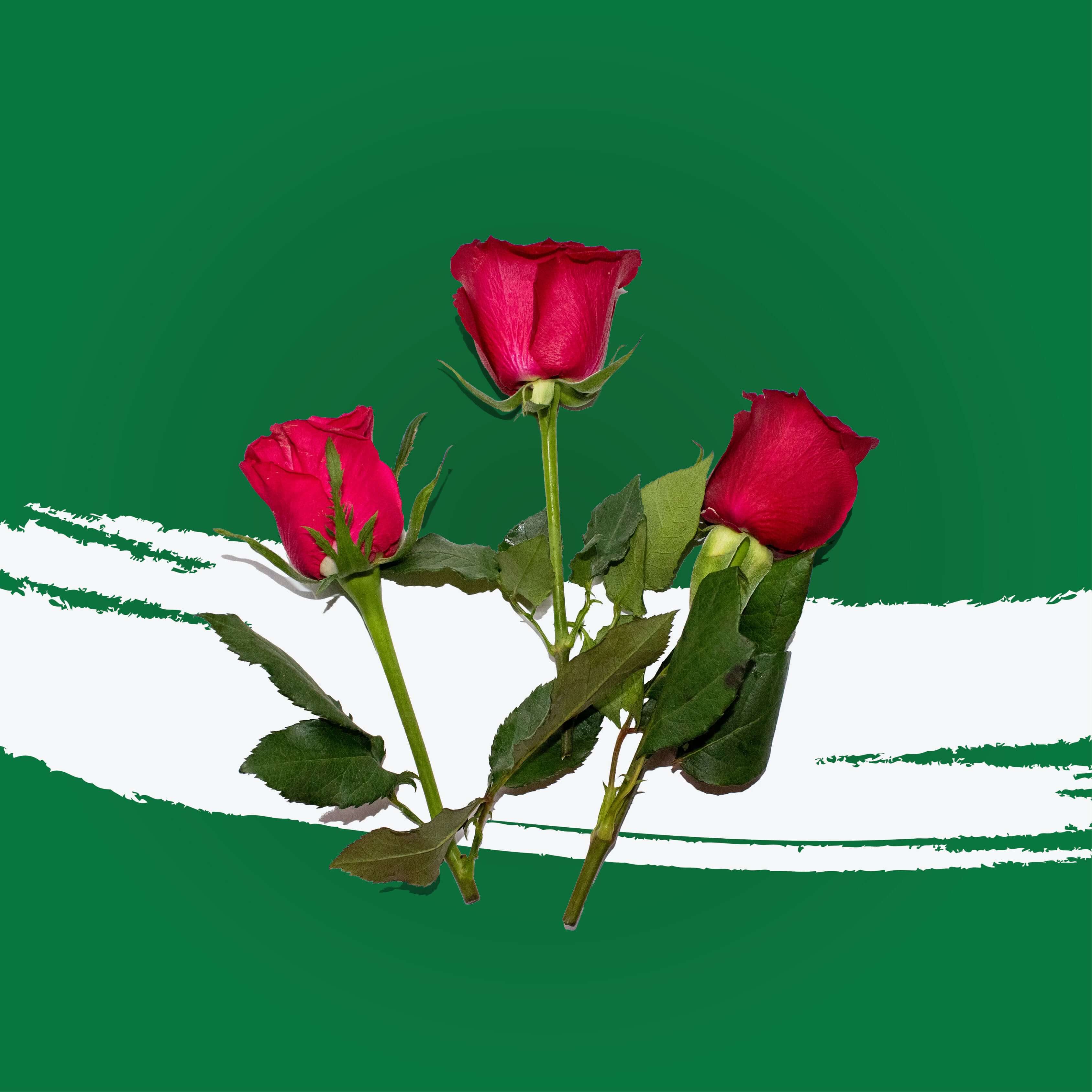 Uns Red Rose (4Cm) 5Pcs Clear Pet Box