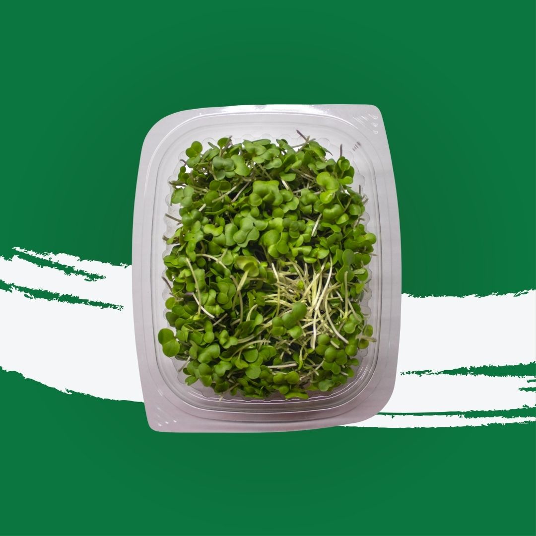 Pesticide-free red Russian kale microgreens locally grown