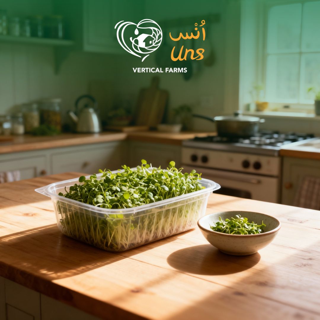 Nutritious red Russian kale microgreens for salads