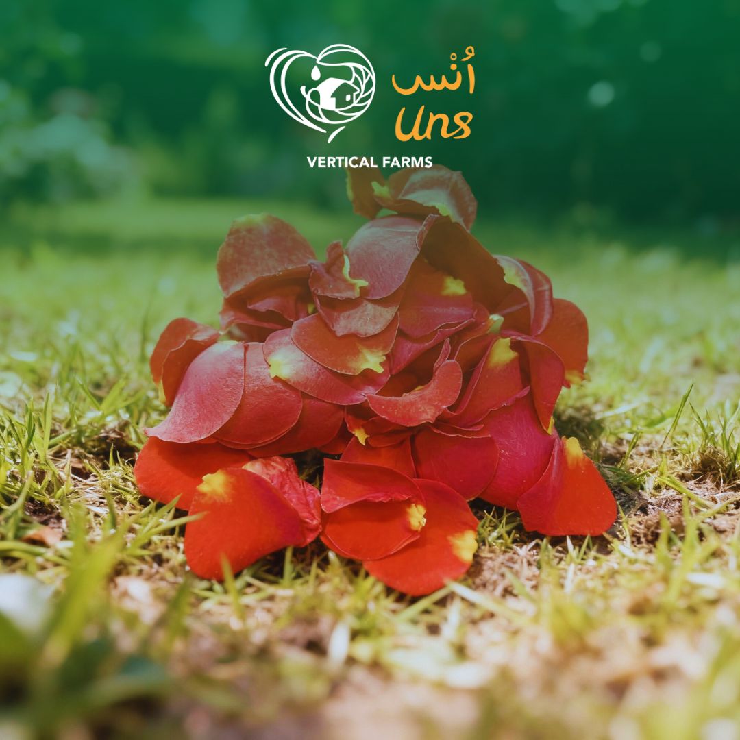 Uns Rose Red Petals 60Pcs Clear Pet Box