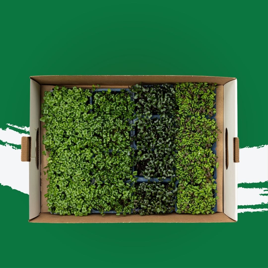 Uns Samurai Microgreen Mix 18 Punnet Carton