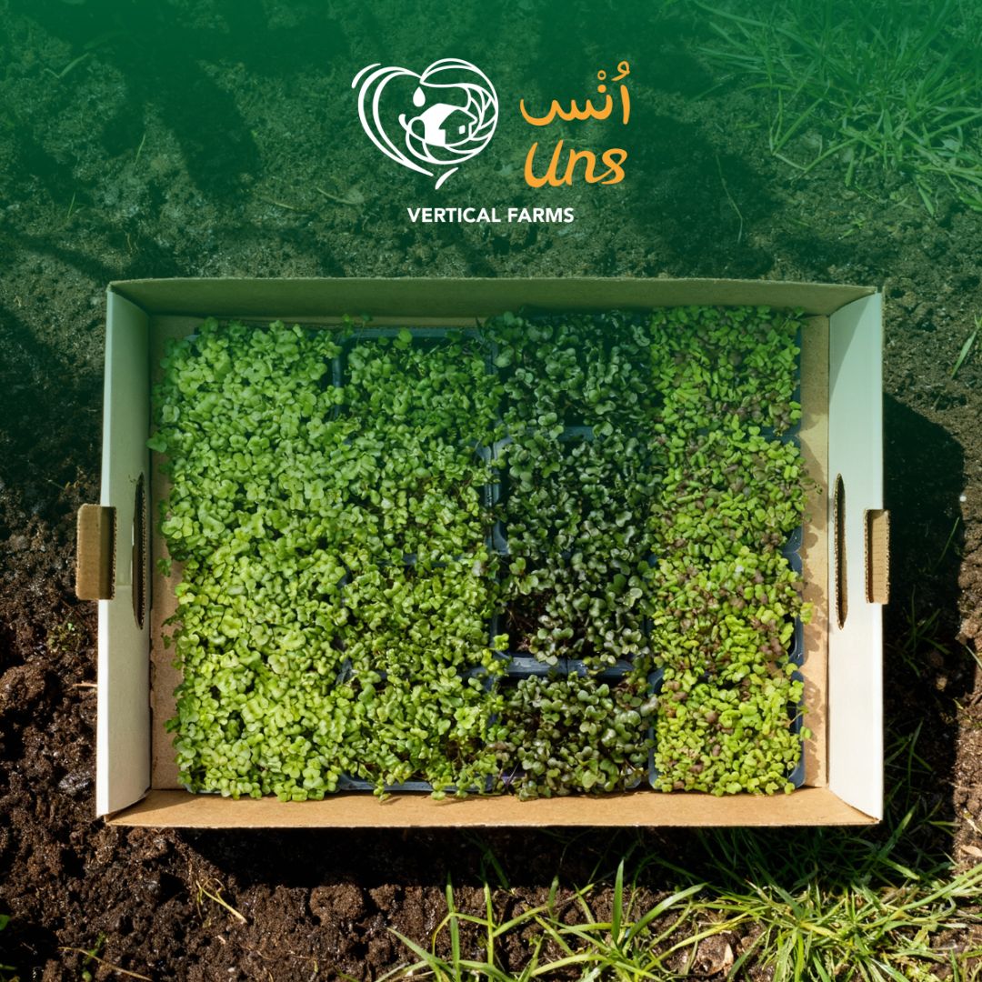 Uns Samurai Microgreen Mix 18 Punnet Carton