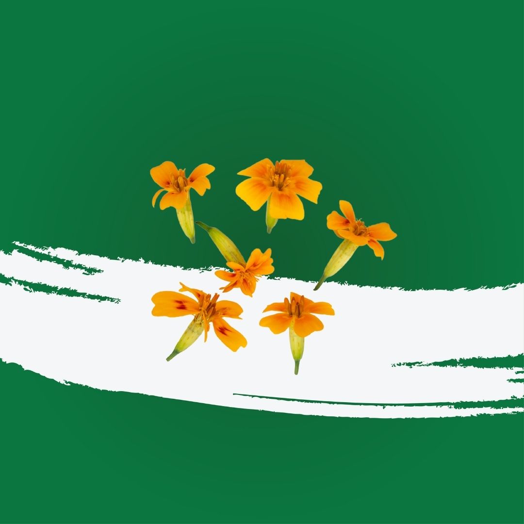 Uns Tangerine/Marigold Mix 20Pcs Clear Pet Box