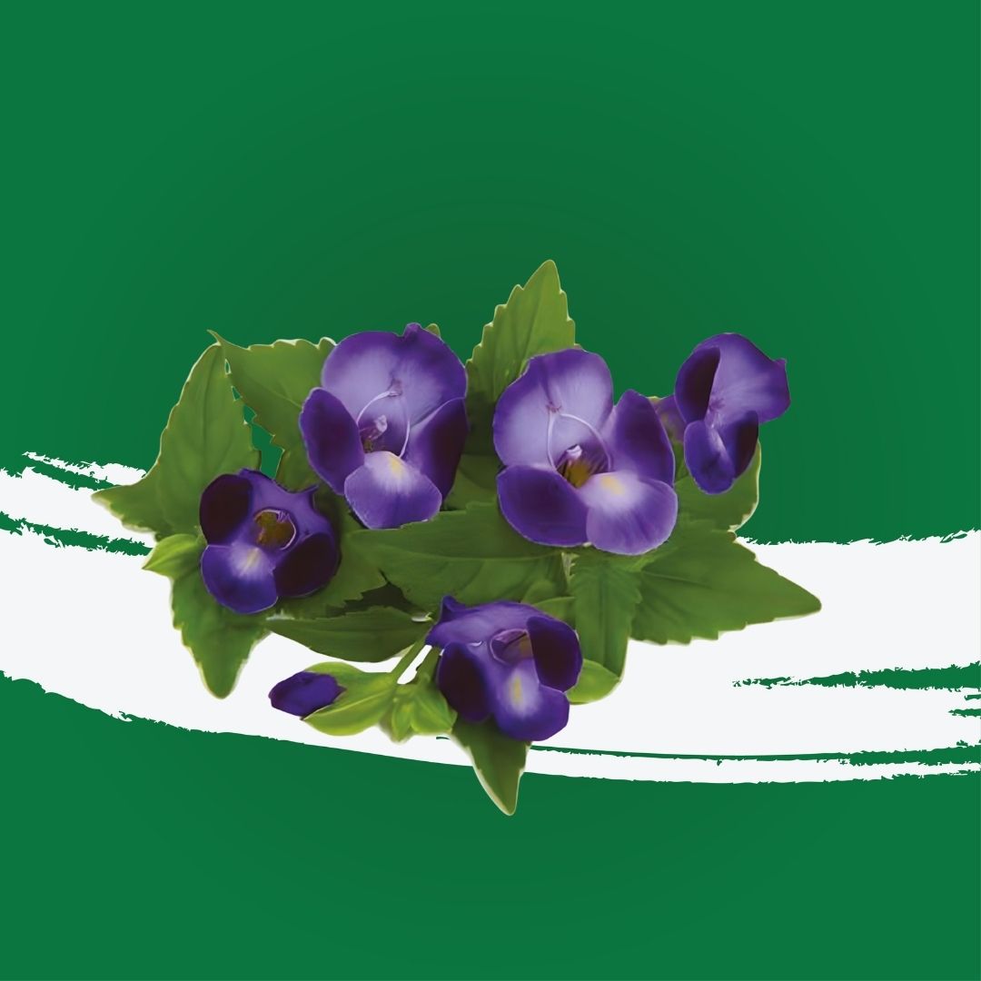 Uns Torenia Flower 10Pcs Clear Pet Box