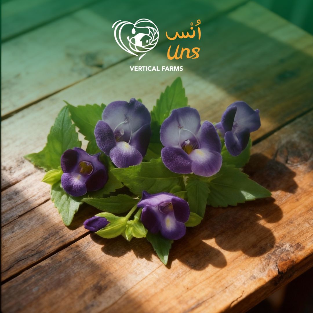 Uns Torenia Flower 10Pcs Clear Pet Box