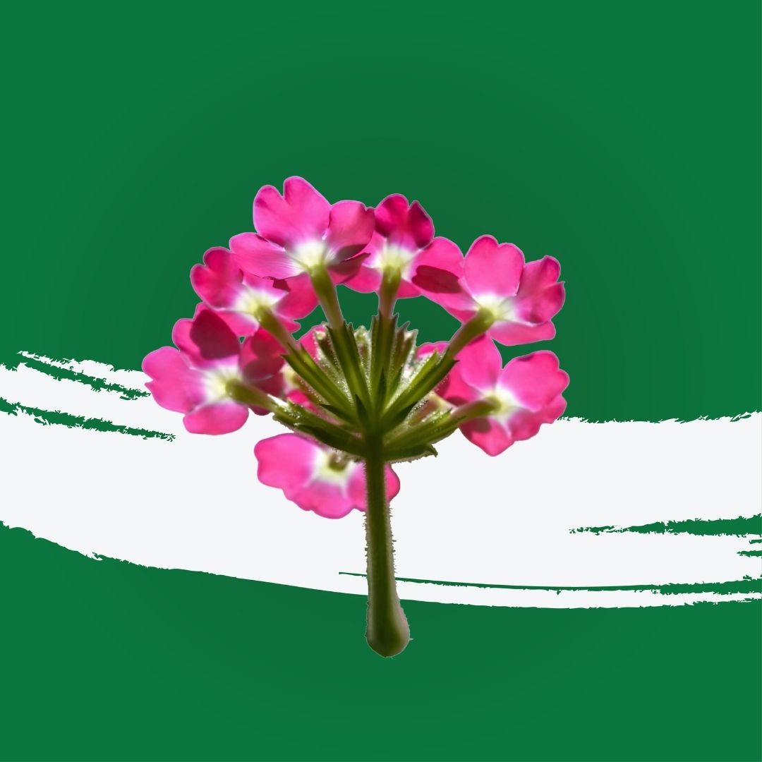 Uns Verbena Flower 15Pcs Clear Pet Box