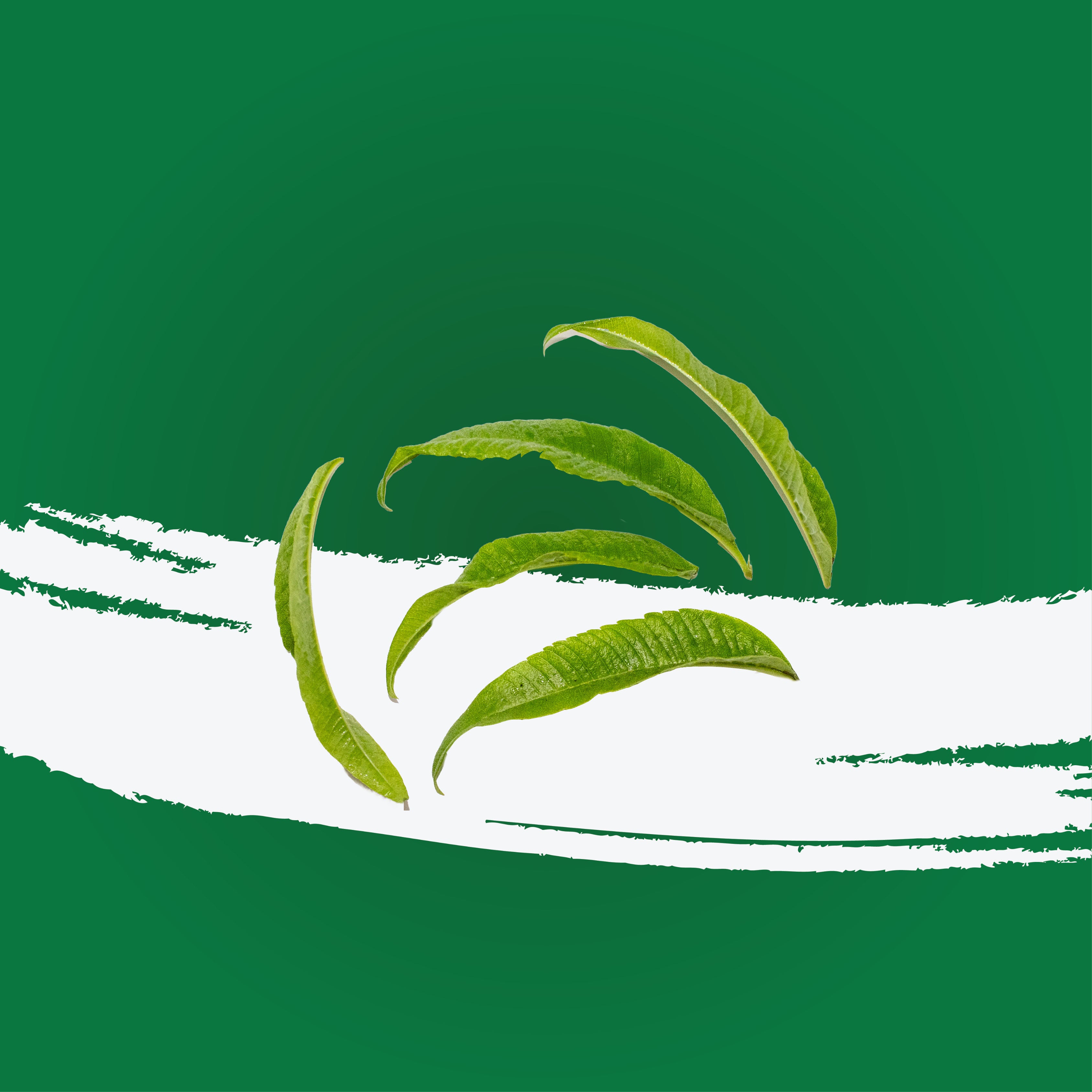 Uns Verbena Leaves 10Pcs Clear Pet Box