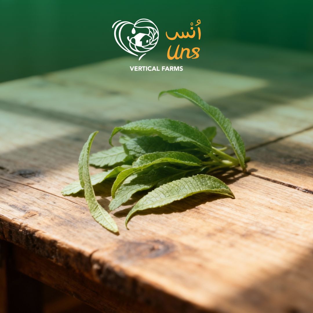 Uns Verbena Leaves 10Pcs Clear Pet Box