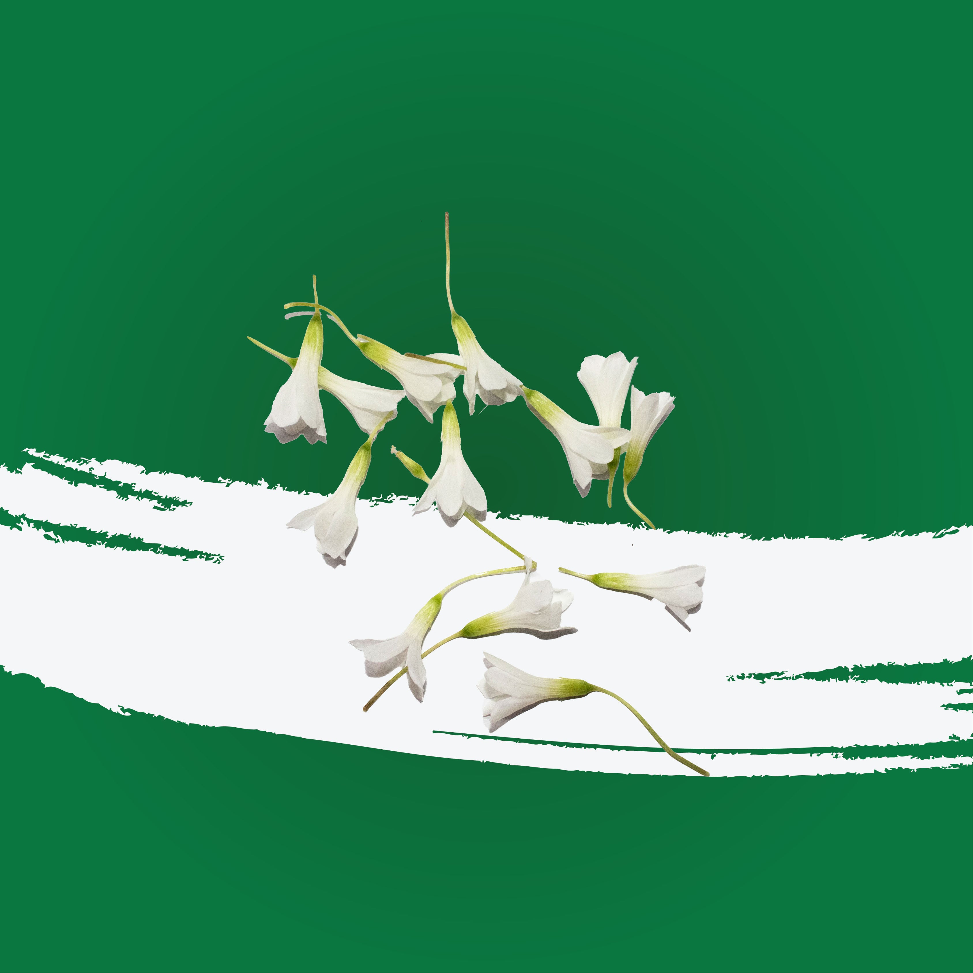 Uns White Oxalis Flower 15Pcs Clear Pet Box