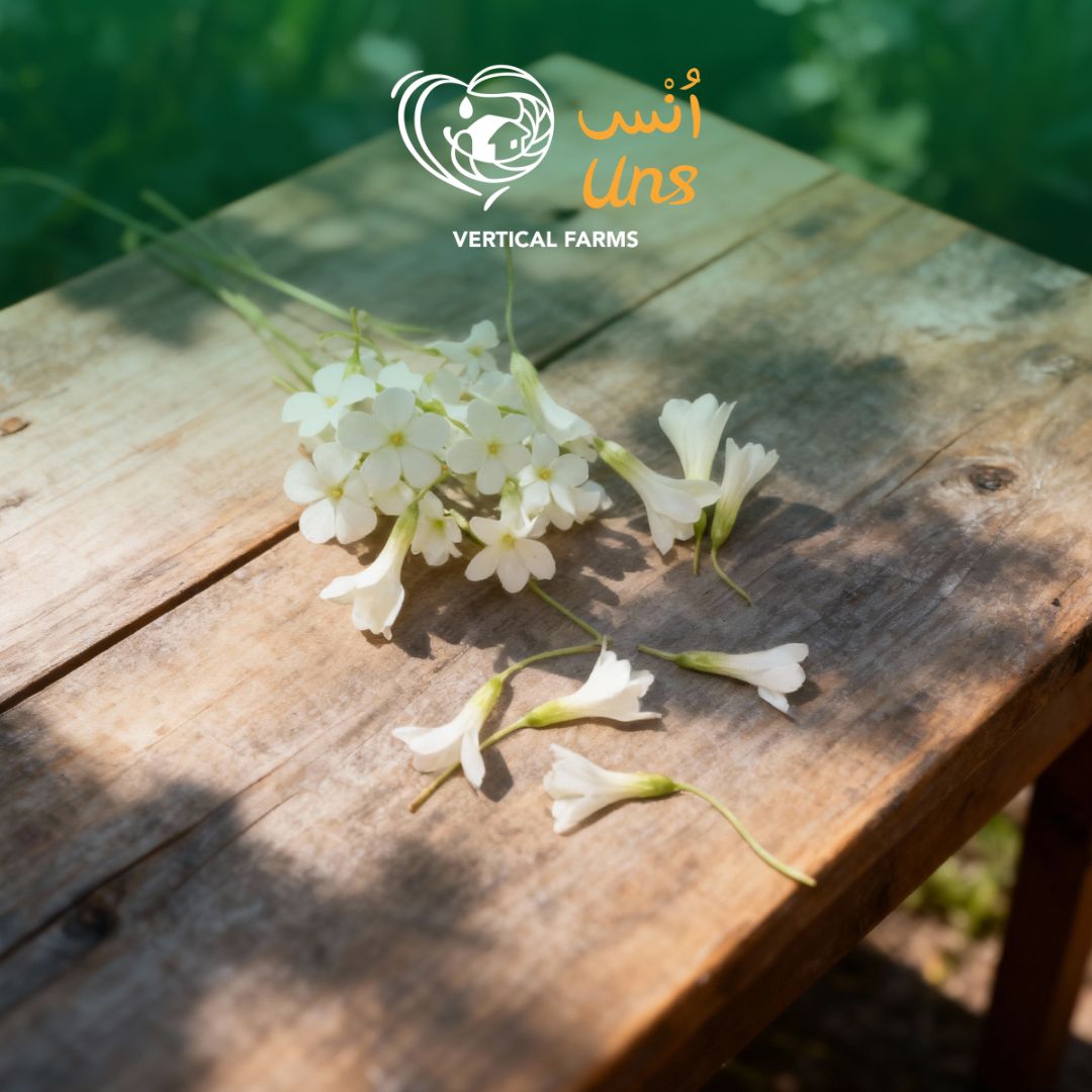 Uns White Oxalis Flower 15Pcs Clear Pet Box