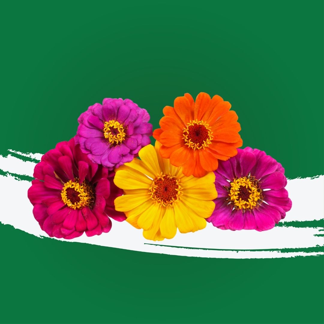 Uns Zinnia Flowers 10Pcs Clear Pet Box