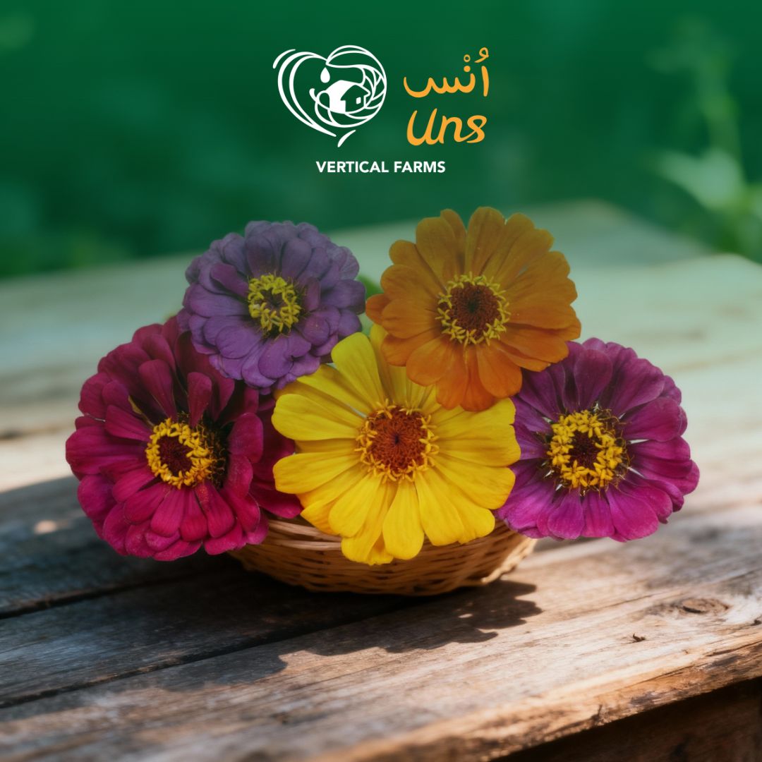 Uns Zinnia Flowers 10Pcs Clear Pet Box